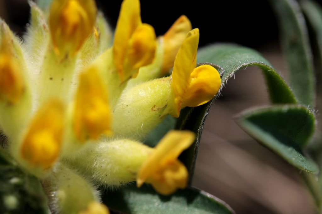Anthyllis vulneraria